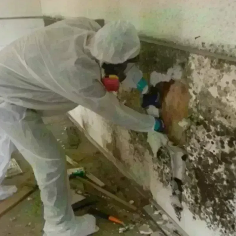 Mold Remediation and Removal in Grifton, NC